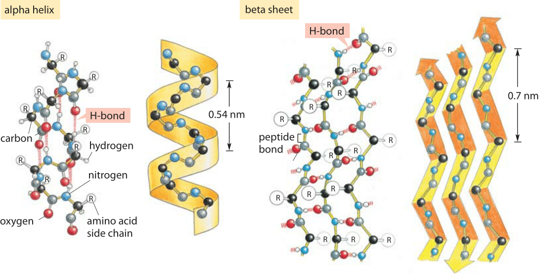 What Hydrogen Bonds Form Between